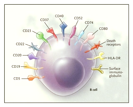 Langergan-cell-HISTIOCYTOSIS.png